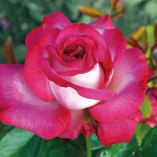 Gärtnerei - Rosa Monica Bellucci® - rosa - teehybriden-edelrosen - stark duftend - Alain Meilland - -